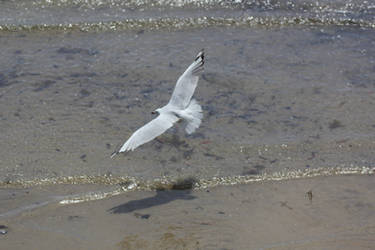 Seagulls can Fly