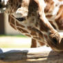 Baby Giraffe-Lumpy