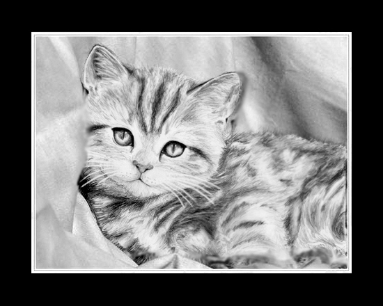 Черно белые картинки котят. Рисунки карандашом. Котенок рисунок. Рисунки котов. Котик карандашом.