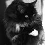 Black and White Maine Coon