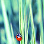 ladybird