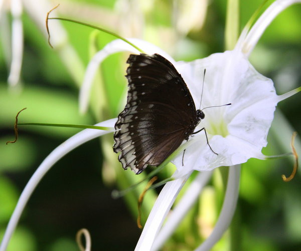 Butterfly kisses