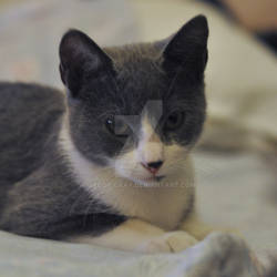 Kitten on bed