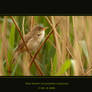 Reed Warbler