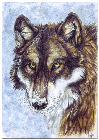 Snow Wolf _ 1 of 3