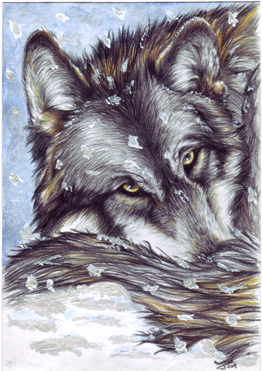 snowwolf_3 of 3