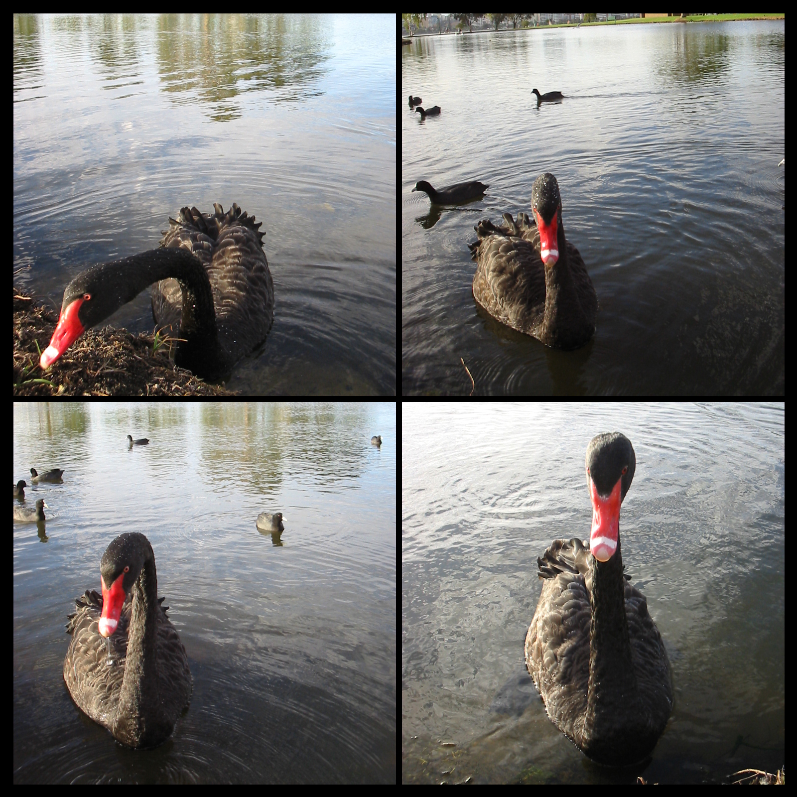 Black Swan