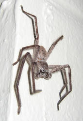 Huntsman Spider