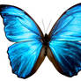 butterfly 1