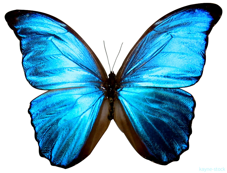 butterfly 1 by kayne-stock