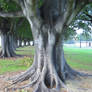 Mortan Bay Fig