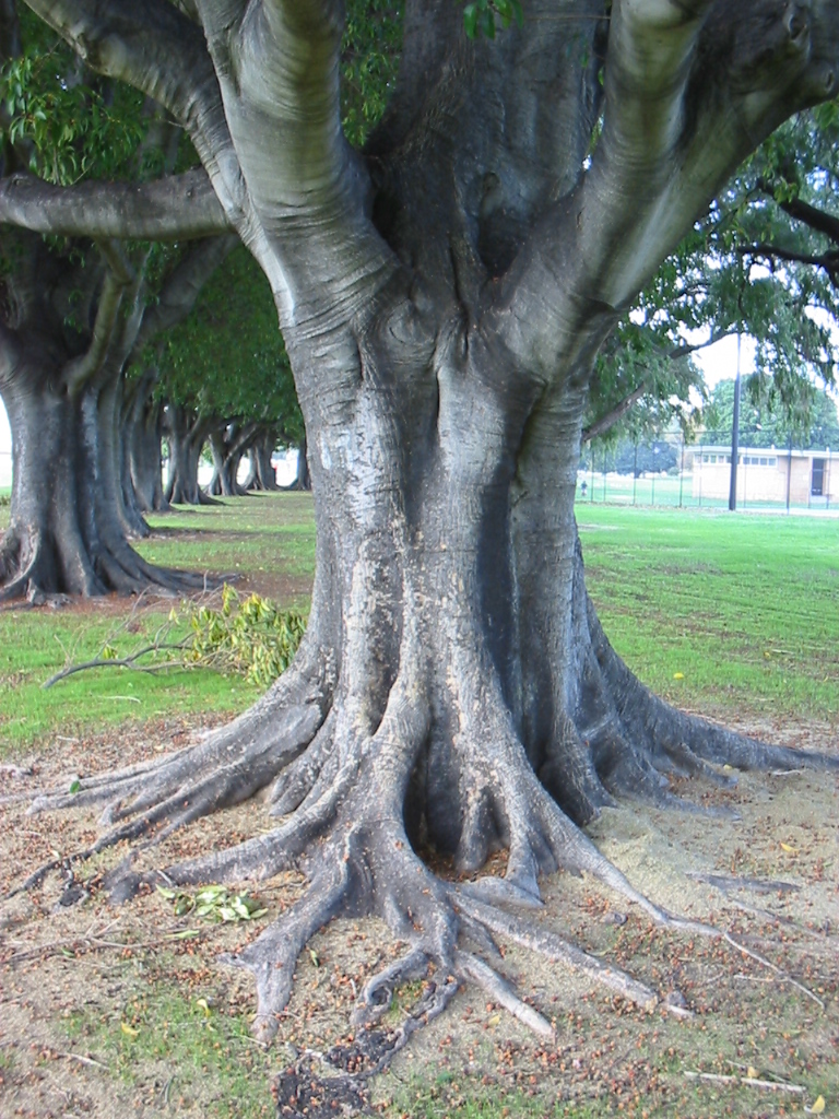 Mortan Bay Fig