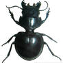 beetle bug black