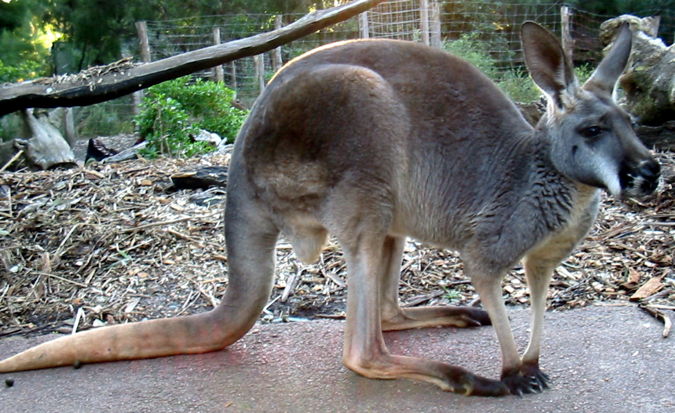 kangaroo