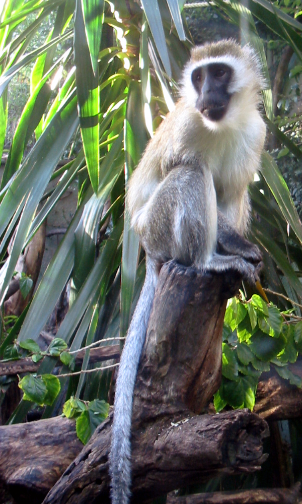 vervet monkey