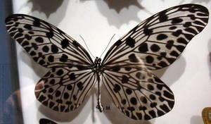 butterfly 7