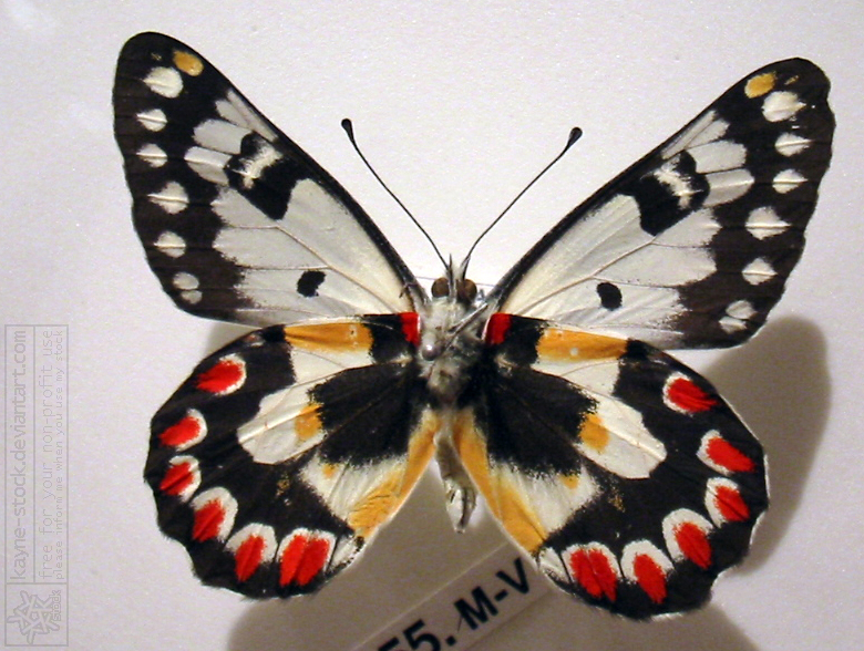 butterfly 8
