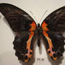 butterfly 9
