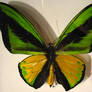 butterfly 10