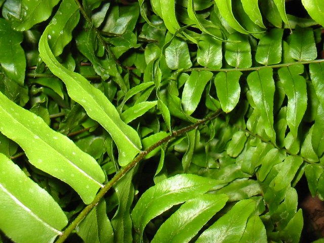 green ferns