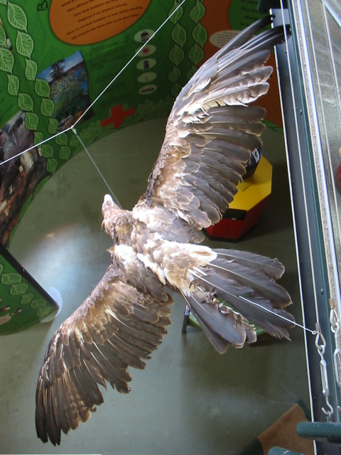 stuffed eagle flying