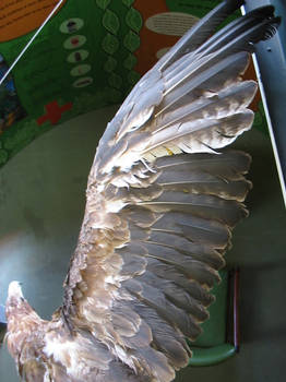 stuffed eagles wing