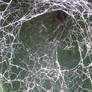 spider patiently waits