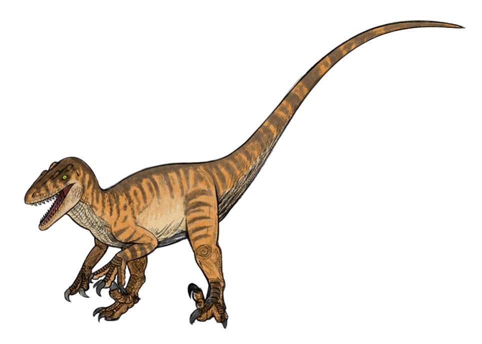 JP/JW Fan Art Series: Tiger Stripe Raptor by Hypoem87 on DeviantArt
