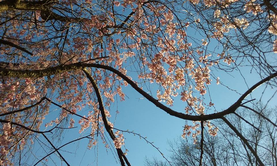 Weeping Cherry