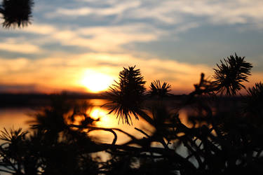 Tree in the Sunset