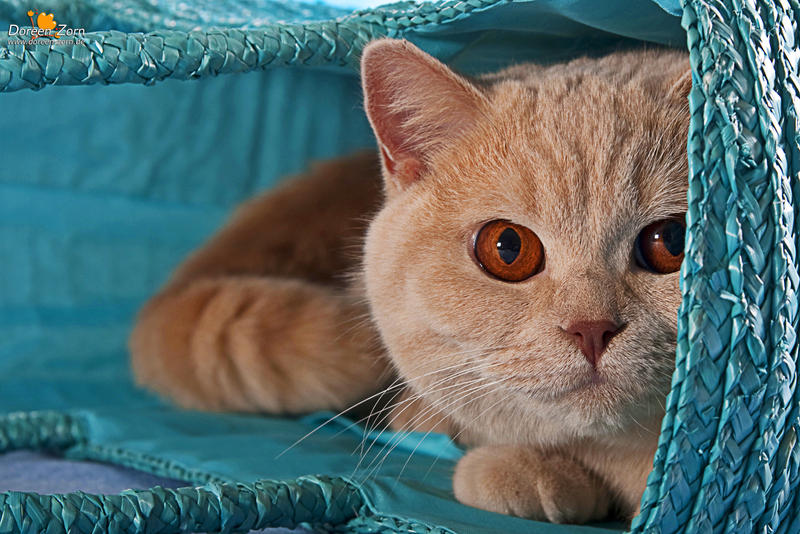 British Shorthair Cat in a blue badge by Kirikina British Shorthair Cat in a blue badge by Kirikina