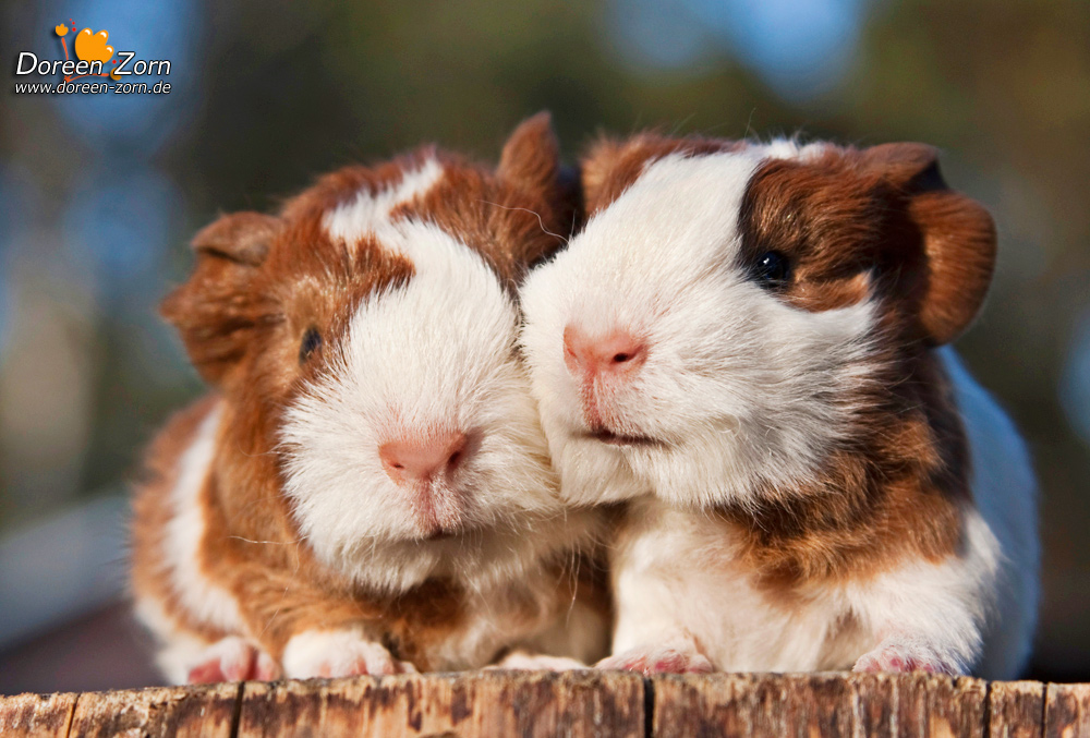 two little guinea pigs sisters