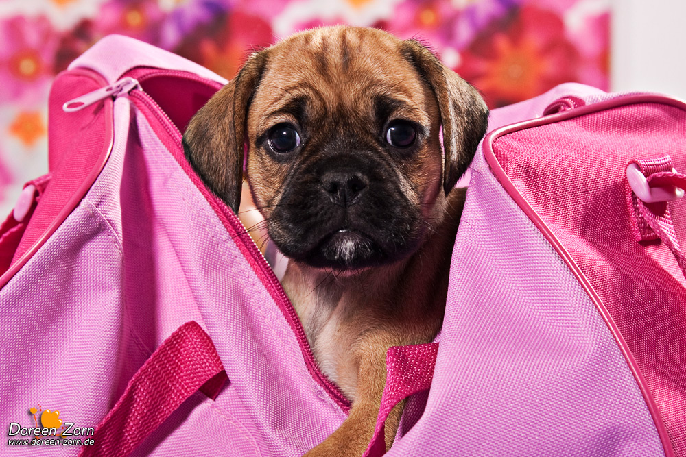 Puggle Pink