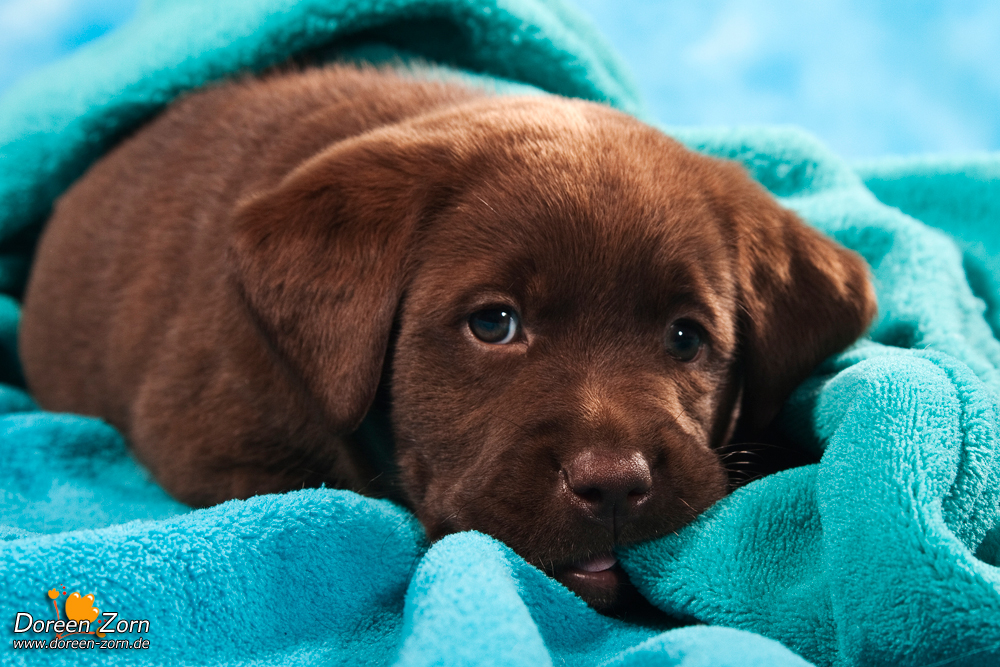 Labrador Retriever Puppy in blue