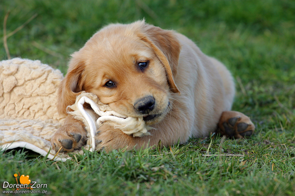 Cute Golden Retriever Puppy