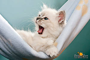 Where is my coffee ? by Kirikina Where is my coffee ? by Kirikina
