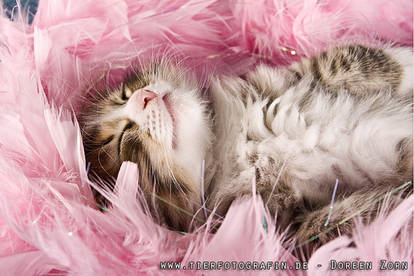 Pinky dreams :-)