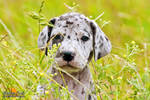 Little Great Dane Puppy by Kirikina