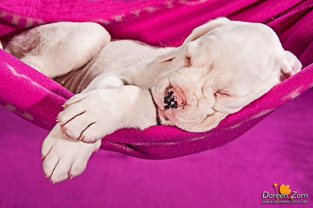 sleeping white German Boxer Puppy