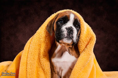 little Boxer Puppy and her yellow blankie by Kirikina