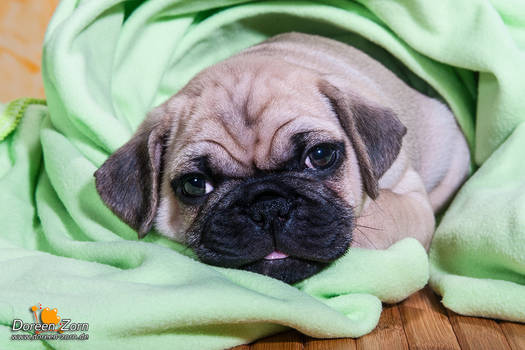 Pug puppy