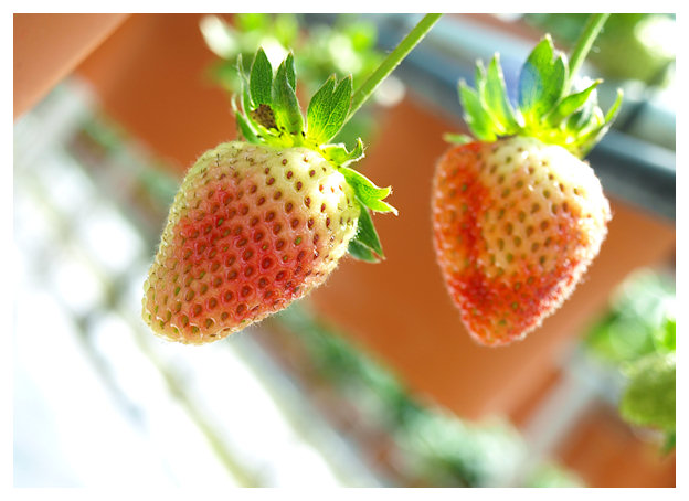 Strawberries