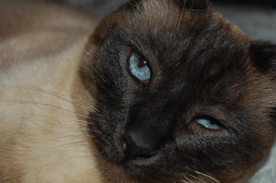 Siamese Blues