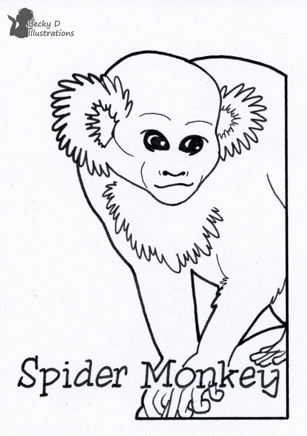 Spider Monkey Deviantart Spider Monkey by BeckyDIllustrations on DeviantArt