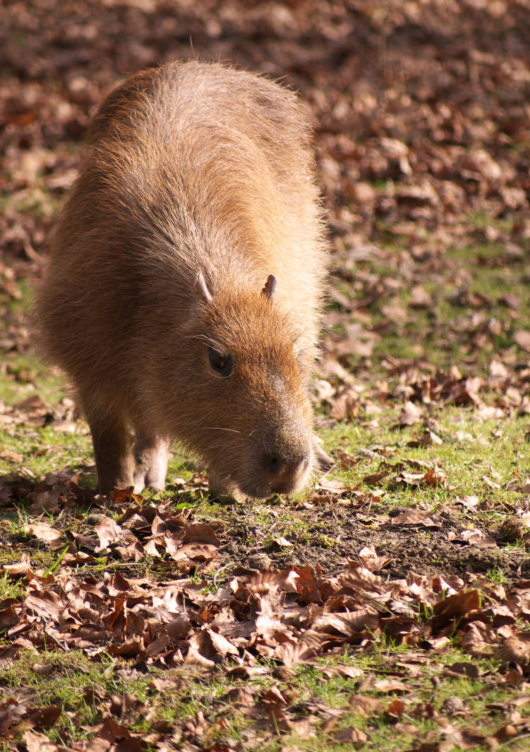 Stunning A Straw Harvested Giant Common Giant Guinea Pigs image