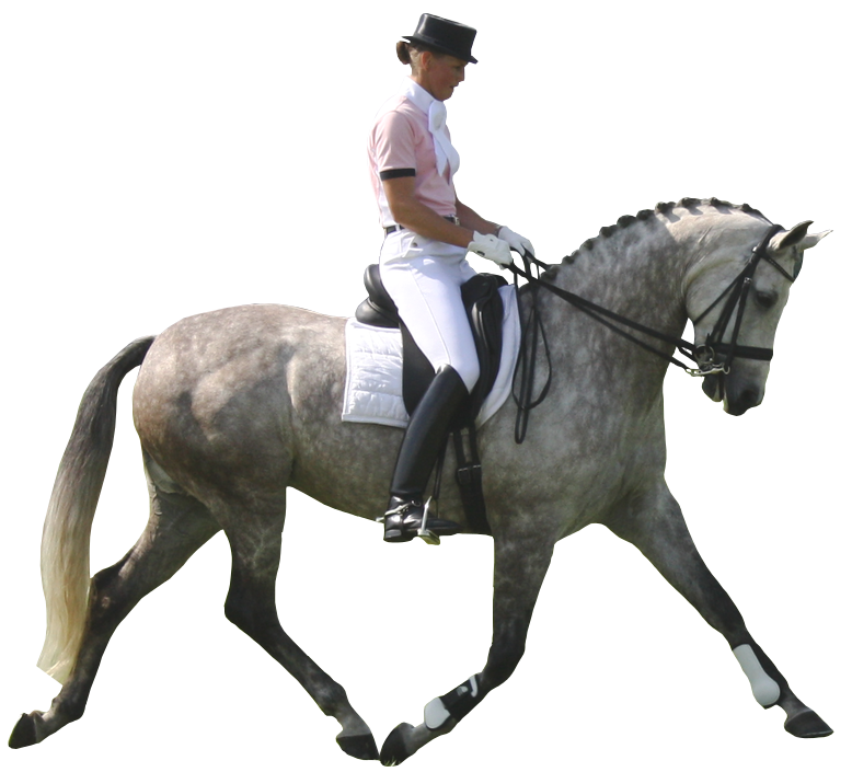 Dapple Gray Dressage Horse Pre-Cut