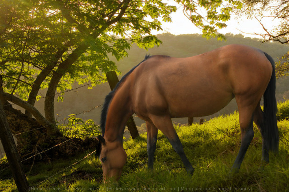 Grazing In The Morning Light