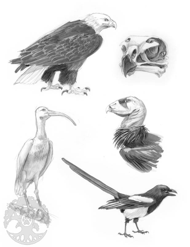 Animal Anatomy sketches - 2