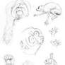 Animal Anatomy sketches - 4