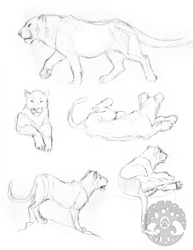 Animal Anatomy sketches - 5